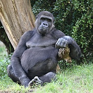 Western Lowland Gorilla (Gorilla Gorilla Gorilla)