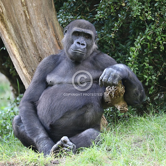 Western Lowland Gorilla (Gorilla Gorilla Gorilla)