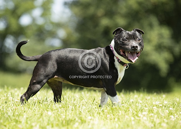 Staffordshire Bull Terrier