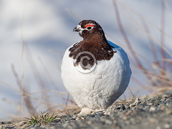Willow or Red Ptarmigan Male