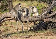 Vervet Monkeys grooming