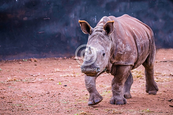 White Rhino