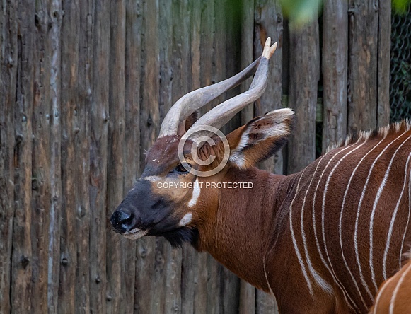 Eastern Bongos Eastern Bongos