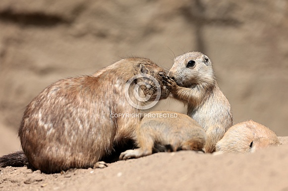 Prairie dogs (genus Cynomys) Prairie dogs (genus Cynomys)