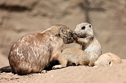 Prairie dogs (genus Cynomys)