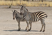 Zebra with foal