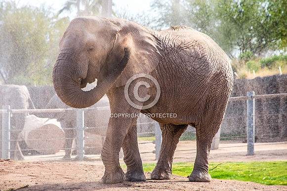 Elephant at the zoo