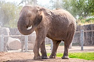 Elephant at the zoo