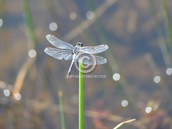Dragonfly Dragonfly