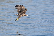 White tailed eagle or European Eagle