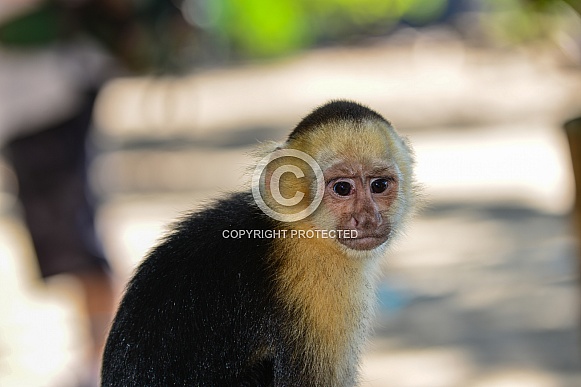 Capuchin Monkey 4