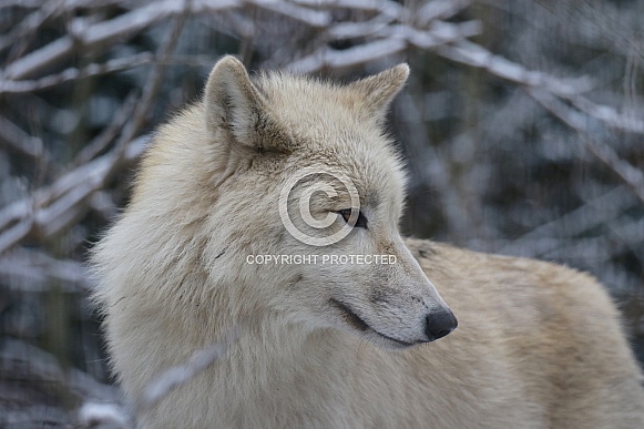 Hudsonbay wolf