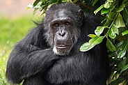 Chimpanzee Sitting Under Leaves Arms Crossed