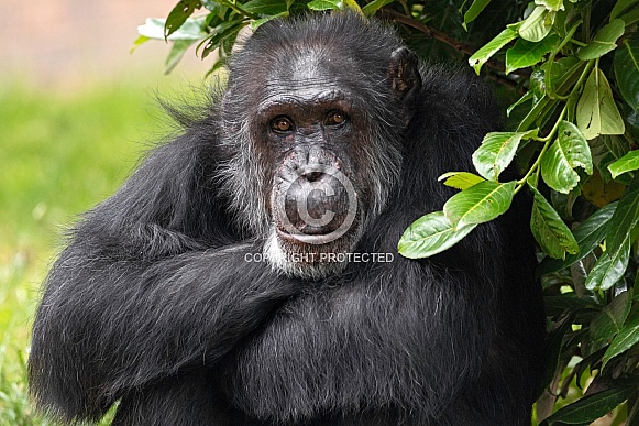 Chimpanzee Sitting Under Leaves Arms Crossed