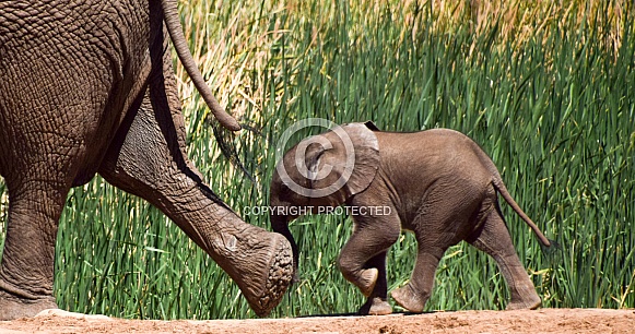 Baby Elephant Baby Elephant