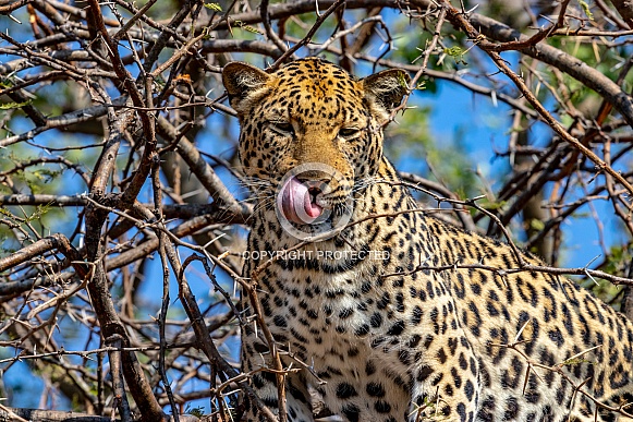 Leopard in Tree
