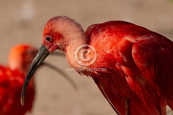 Scarlet Ibis Scarlet Ibis