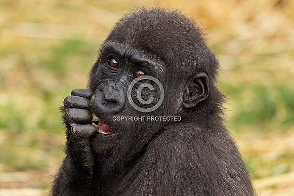 Western Lowland Gorilla Youngster Looking Up