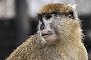Patas Monkey Close Up