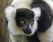 Lemurs