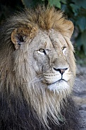 Lion (Panthera Leo)