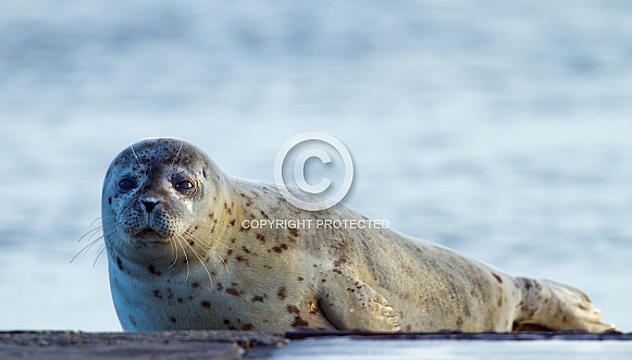 Seal near the coastline.