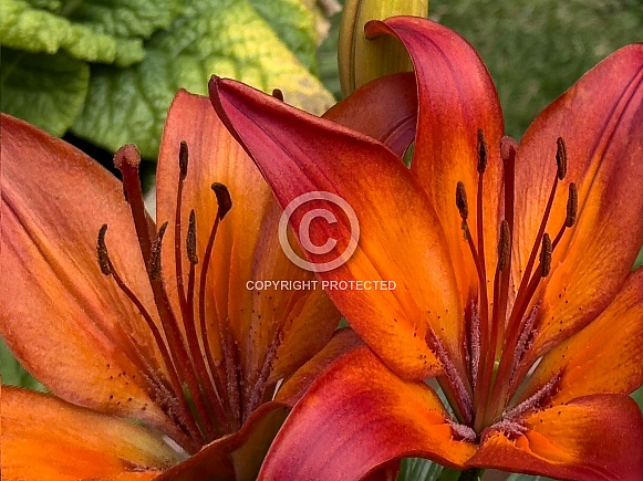 Fire Lily - Lilium bulbiferum