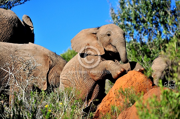 African Elephant Calf African Elephant Calf