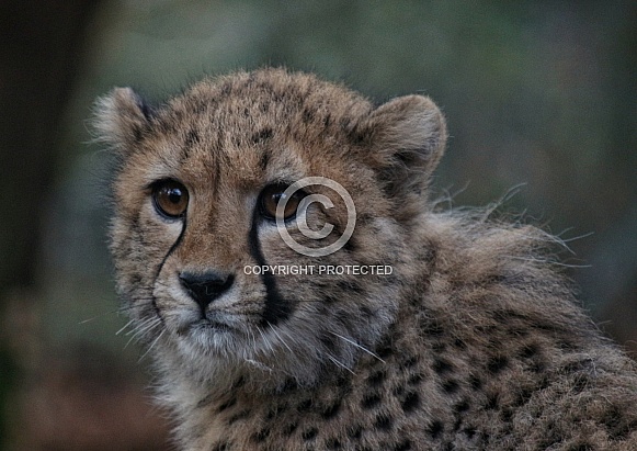 Cheetah cub portrait