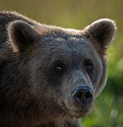 Female brown bear head shot looking towards the camera