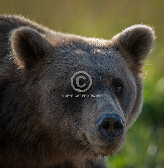 Female brown bear head shot looking towards the camera Female brown bear head shot looking towards the camera