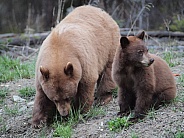 Cinnamon black bear mother and cubs