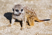 Meerkat baby