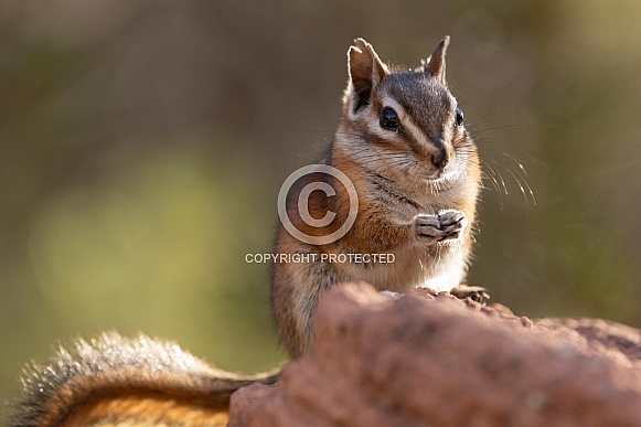 Chipmunk, Tamias