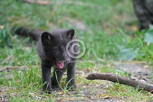 Arctic Fox