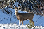 Mule Deer Doe in the snow