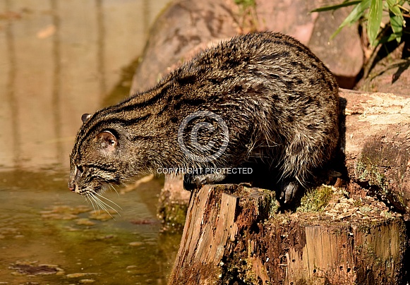 fishing cat