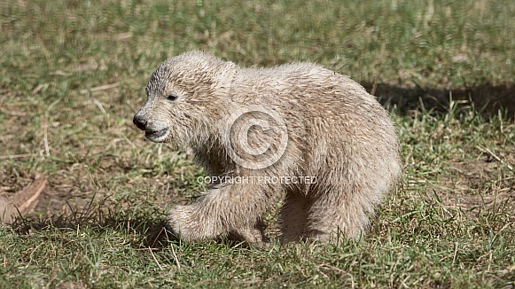 Polar Bear Cub Polar Bear Cub