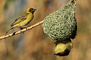 Southern Male Masked Weaver.
