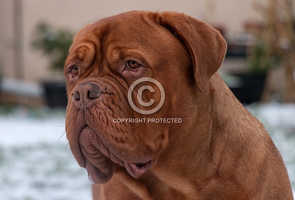 Dogue de Bordeaux Close Up Dogue de Bordeaux Close Up