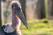 Marabou Stork Close Up
