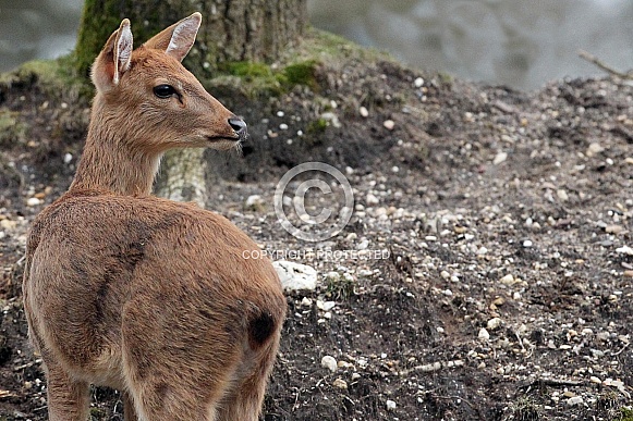 Eld's deer Eld's deer