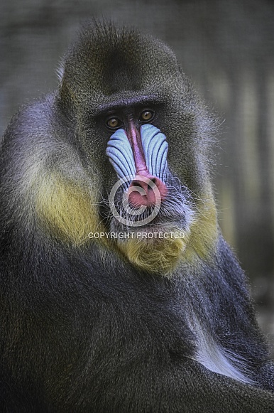 Mandrill