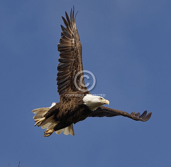 Bald Eagle