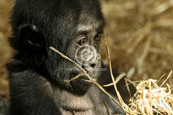 Baby Western Lowland Gorilla Baby Western Lowland Gorilla