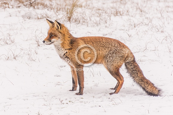 Red Fox Red Fox