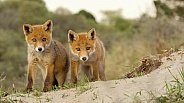 Red Fox family