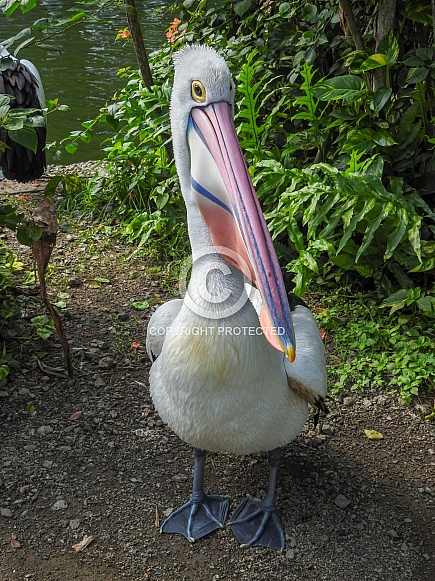 Australian Pelican Australian Pelican