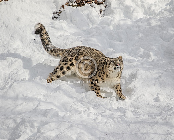 Snow Leopard