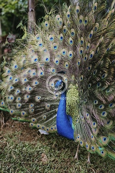 Peacock Peacock